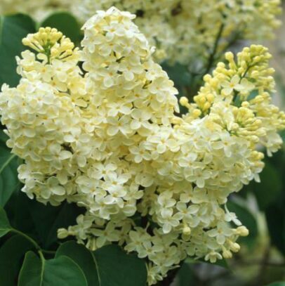 Ceriņš 'Primrose'